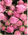 Букет из кустовых роз №4 (71 шт)